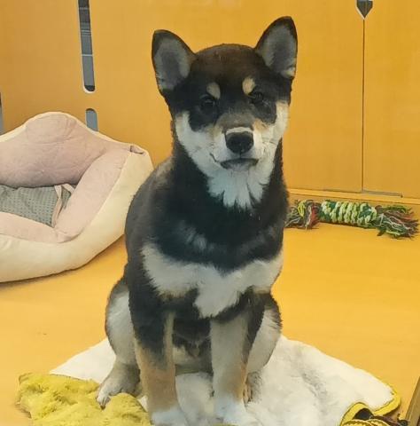 柴犬