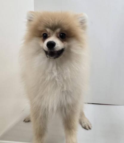 ポメラニアン