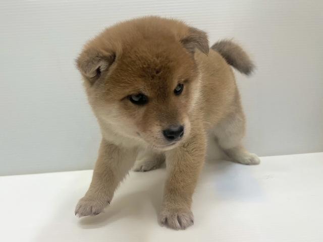 柴犬