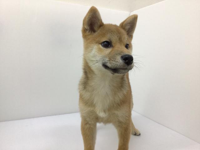 柴犬