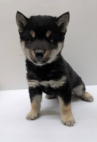 柴犬