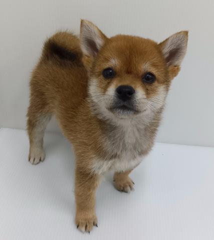 豆柴犬
