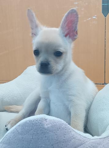 チワワ×柴犬