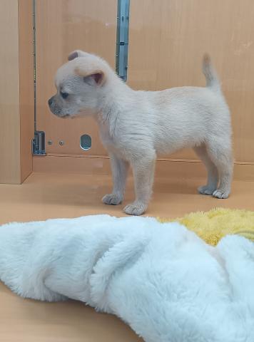 チワワ×柴犬