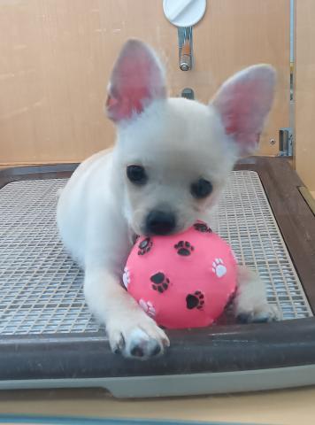 チワワ×柴犬