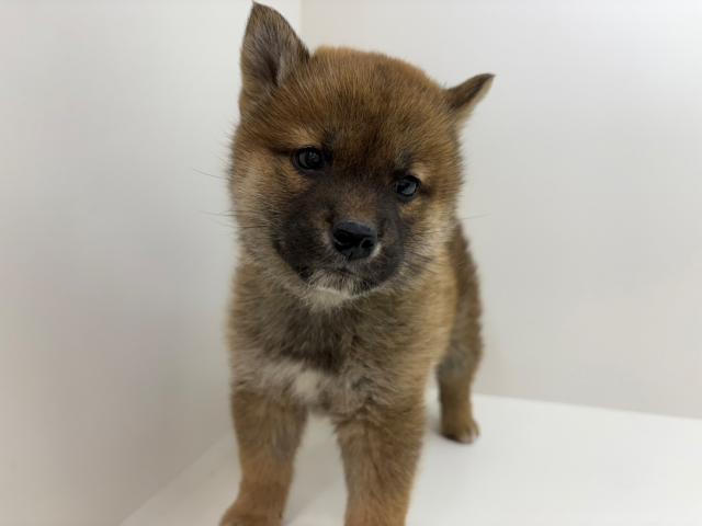 柴犬