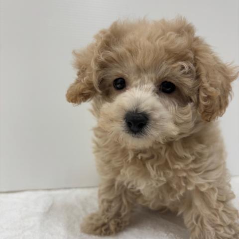 ハーフ犬（ボロニーズ×トイプードル）