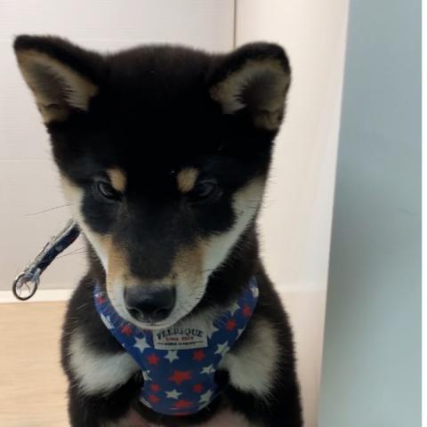 柴犬