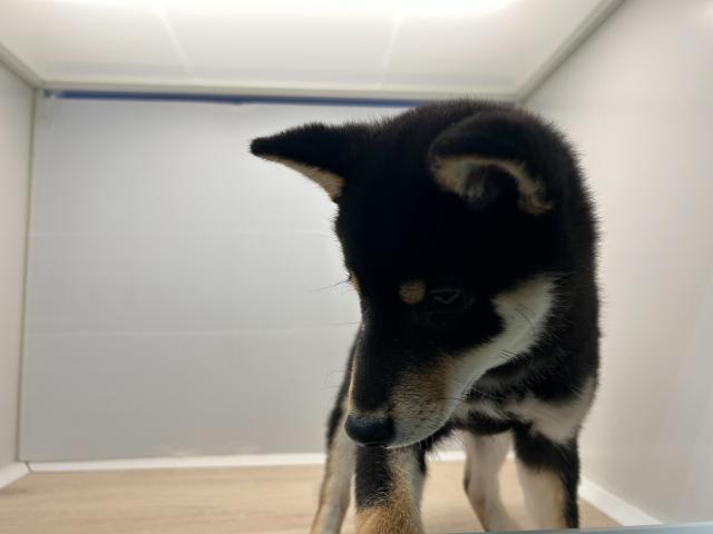 柴犬
