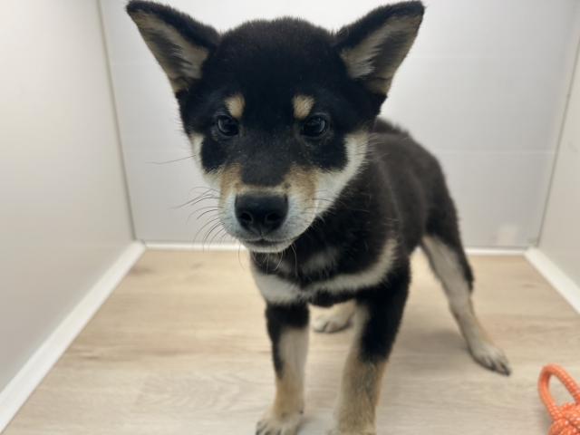 柴犬