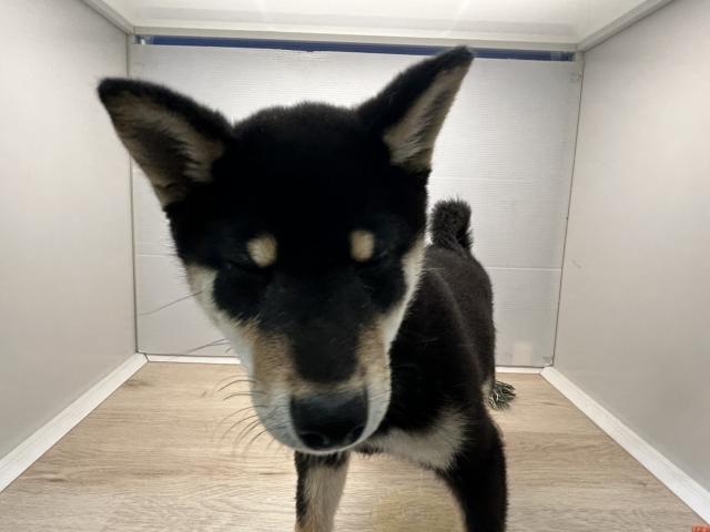 柴犬