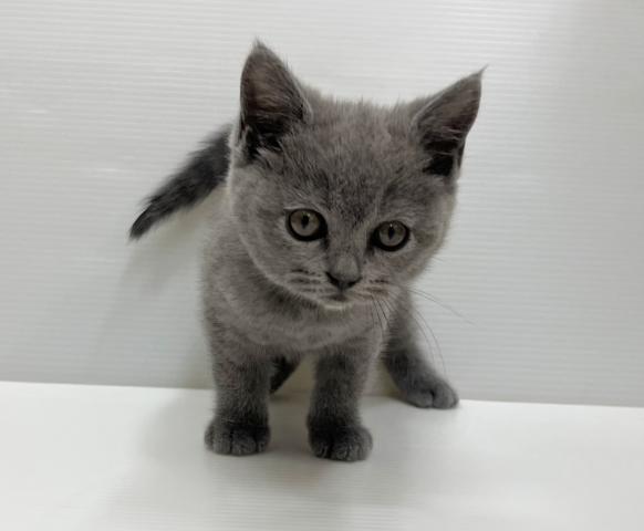 ブリティッシュショートヘア