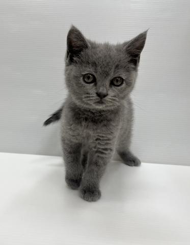 ブリティッシュショートヘア
