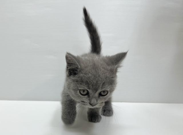 ブリティッシュショートヘア