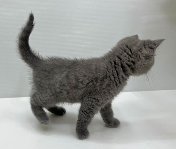 ブリティッシュショートヘア