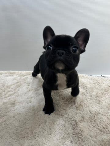 フレンチブルドッグ