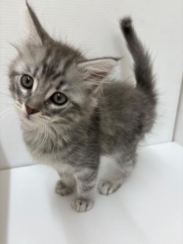 ノルウェージャンフォレストキャット