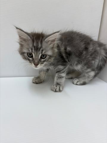 ノルウェージャンフォレストキャット