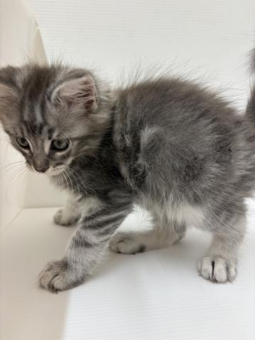 ノルウェージャンフォレストキャット