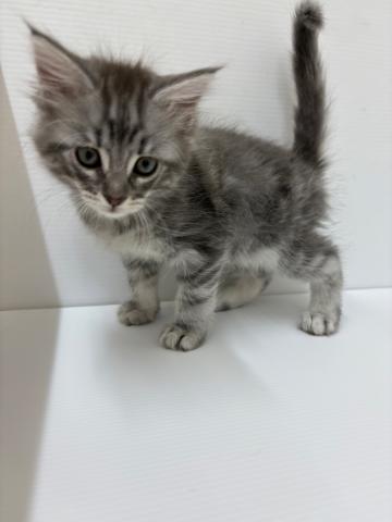 ノルウェージャンフォレストキャット