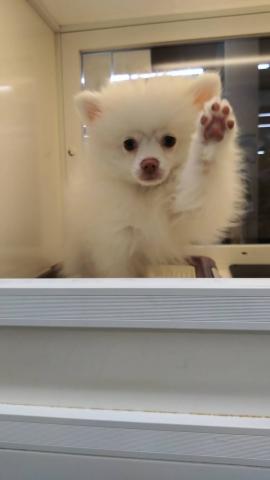 ポメラニアン