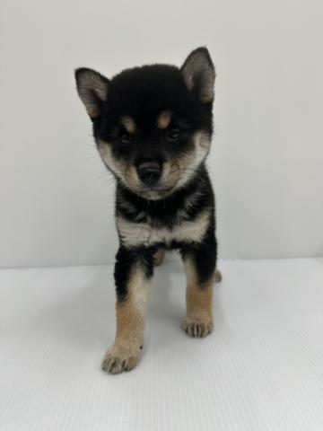 柴犬