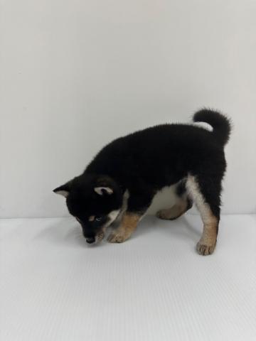 柴犬