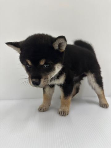 柴犬