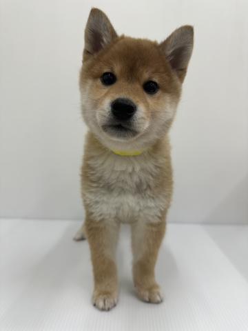 柴犬