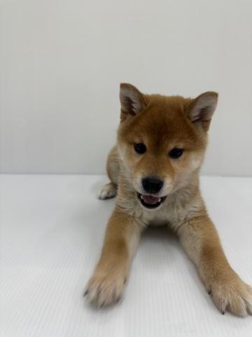 柴犬