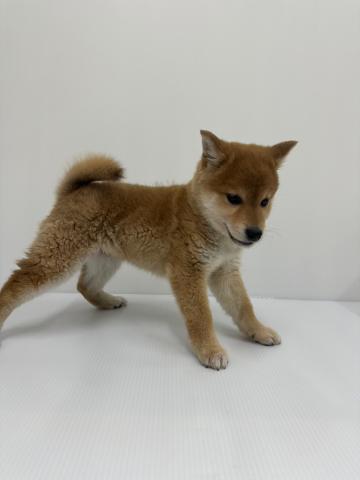 柴犬