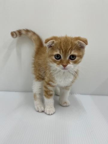スコティッシュフォールド