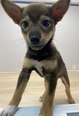 MIX柴犬×wコーギー