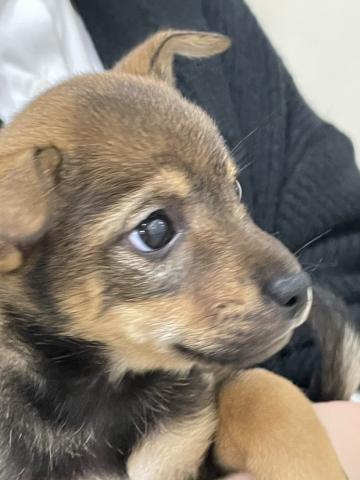 MIX柴犬×wコーギー