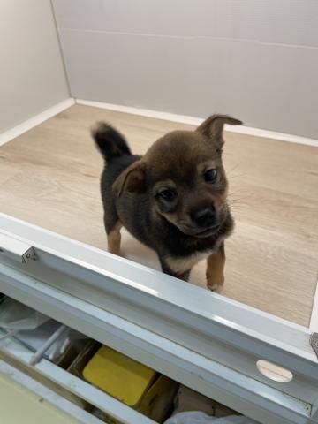 MIX柴犬×wコーギー