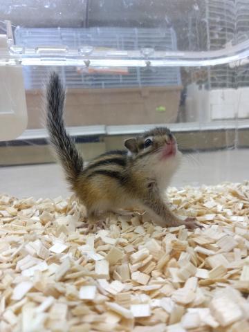 シマリス