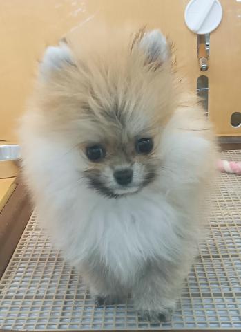 ポメラニアン