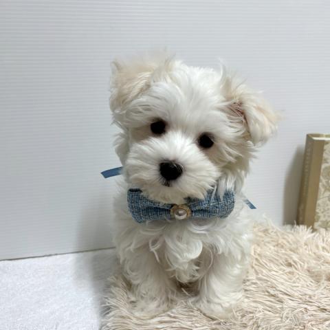 マルチーズ