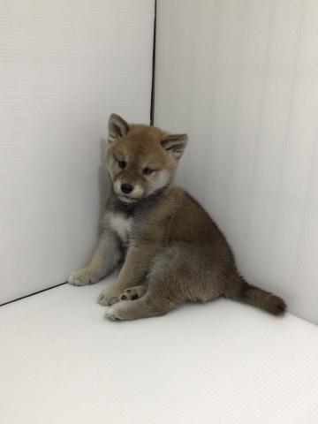 柴犬