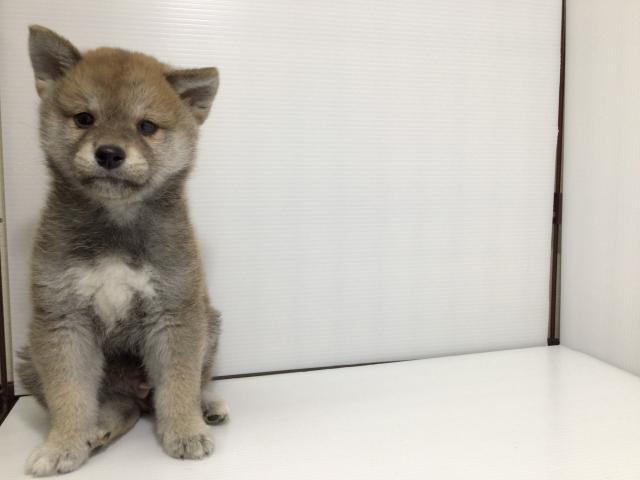 柴犬