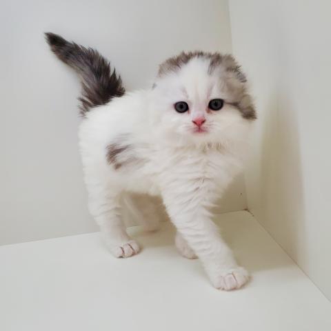 スコティッシュフォールド