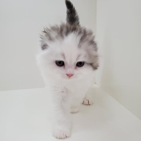 スコティッシュフォールド