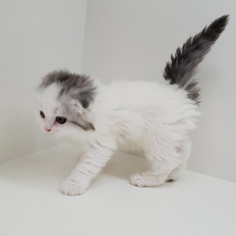 スコティッシュフォールド