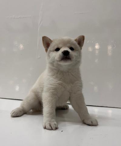 柴犬