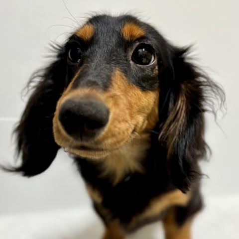 ミニチュアダックスフンド