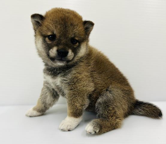 柴犬