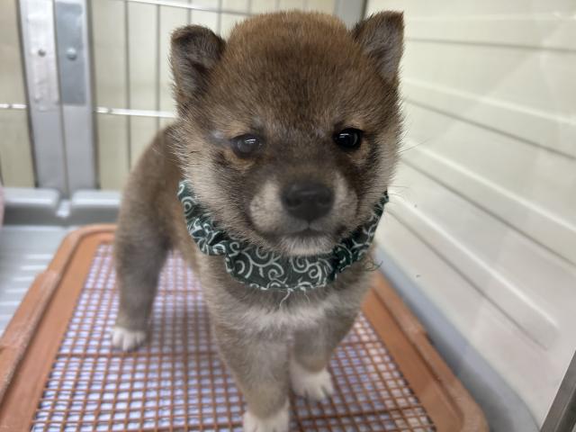 柴犬