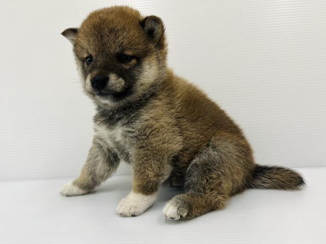 柴犬