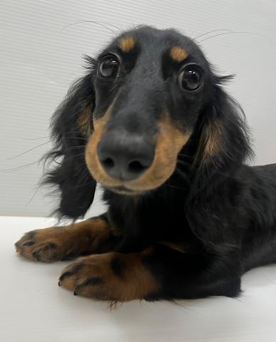 ミニチュアダックスフンド