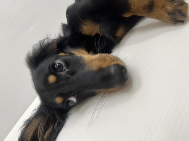 ミニチュアダックスフンド